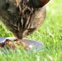 Feline Longevity through Diet