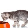 Best Cat Foods For Kittens