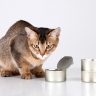 canned cat food