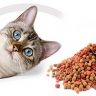 grain free cat food