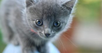 3-Week Old Kitten Care