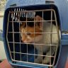 Best Cat Carrier for Nervous Cats