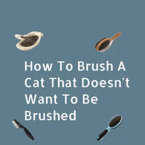 How To Brush A Cat That Doesn't Want To Be Brushed