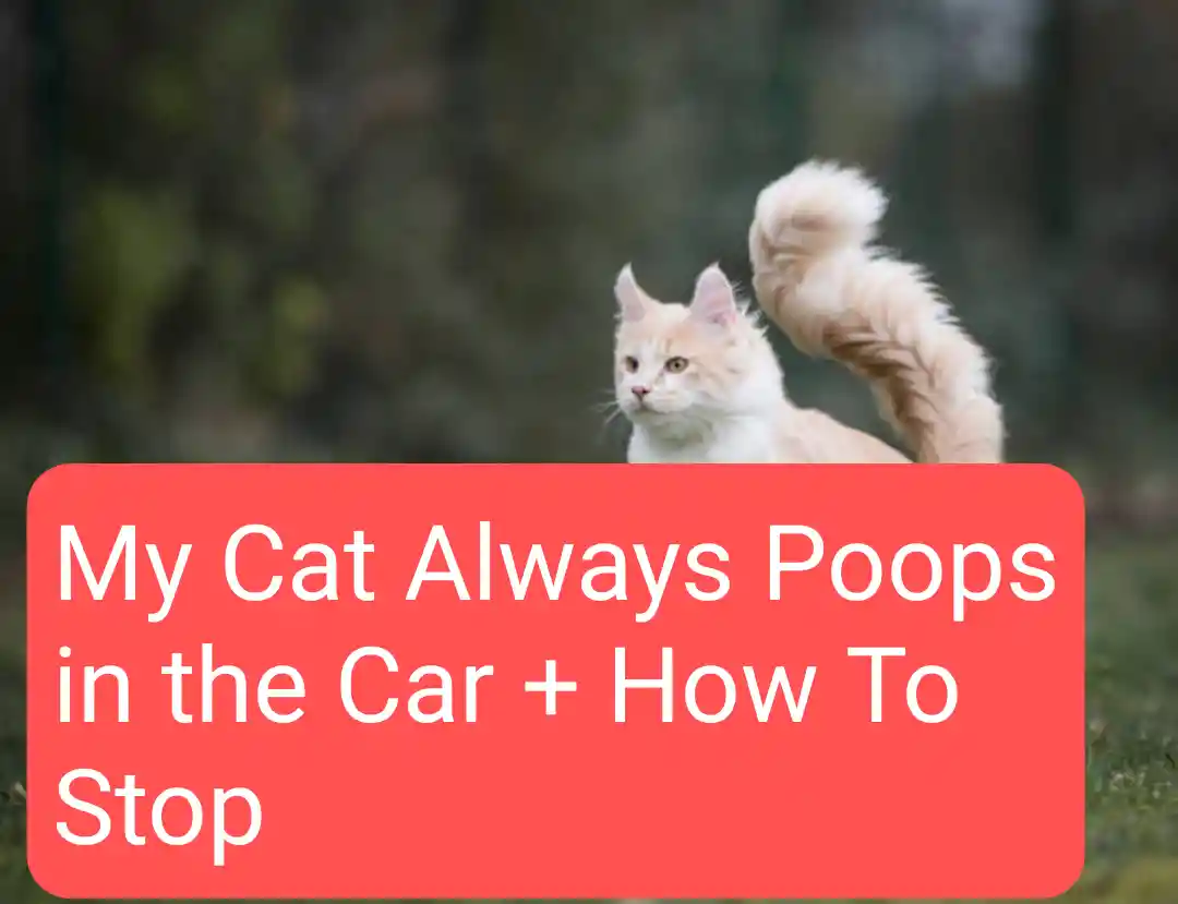 My Cat Always Poops in the Car + How To Stop