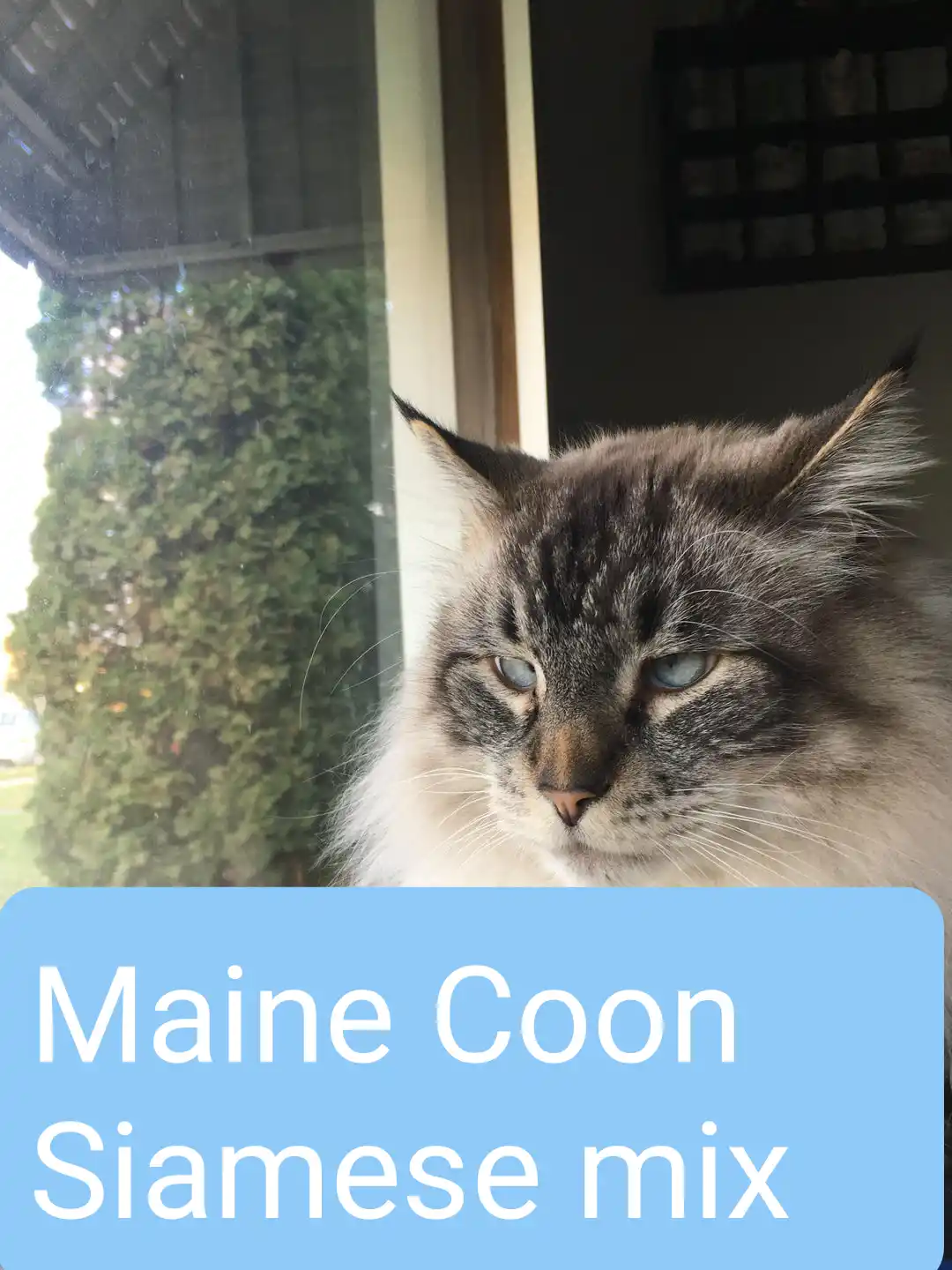 maine coon siamese mix
