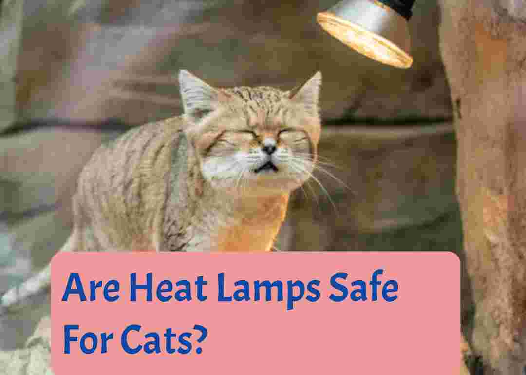 Are Heat Lamps Safe For Cats?