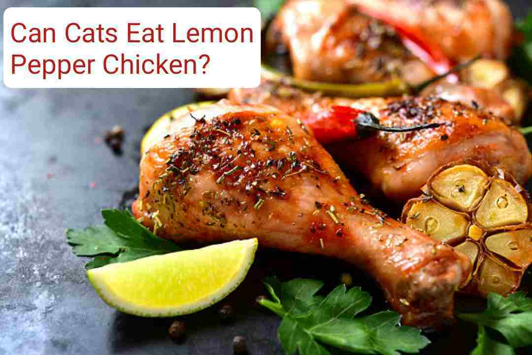Can Cats Eat Lemon Pepper Chicken?