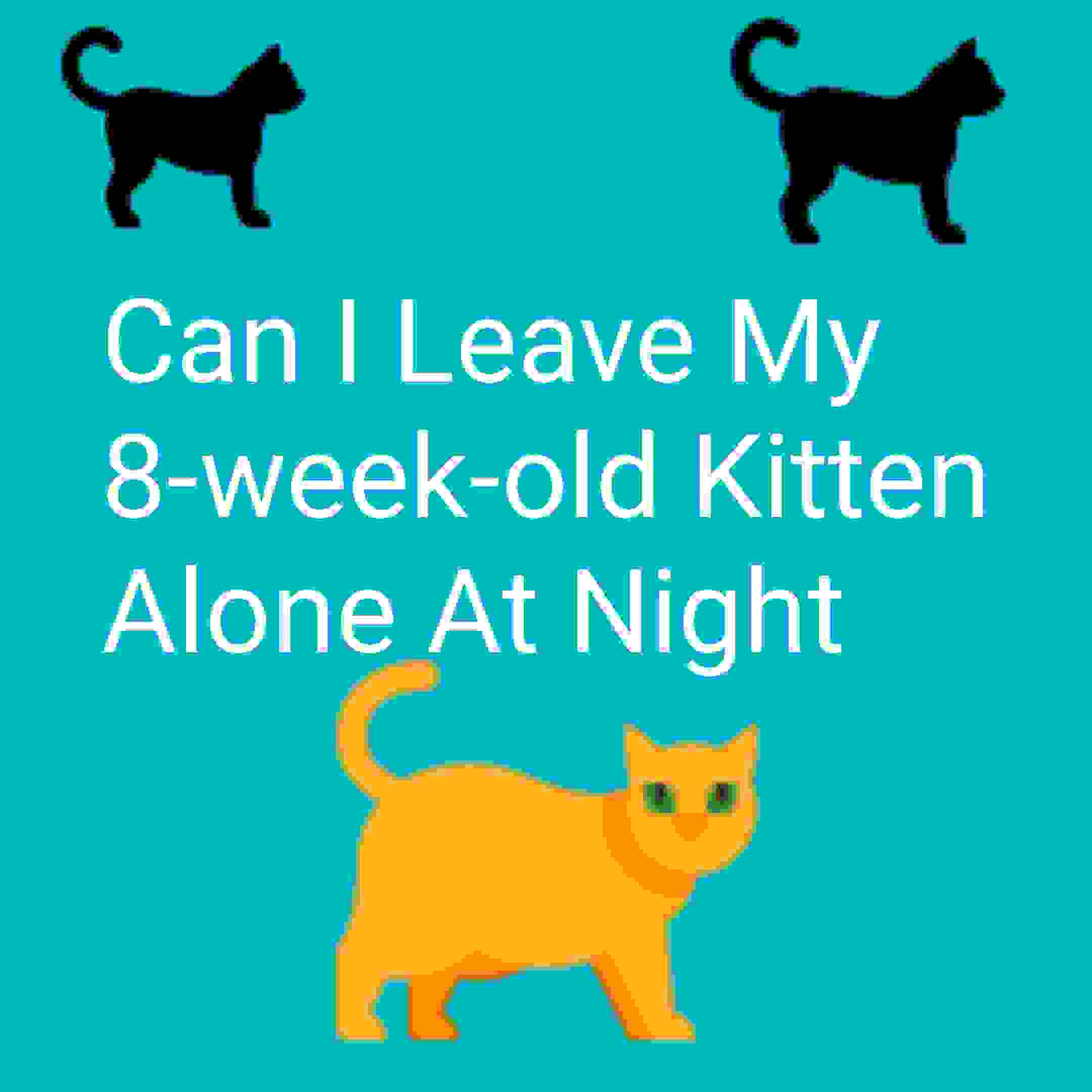 Can I Leave My 8-week-old Kitten Alone At Night?