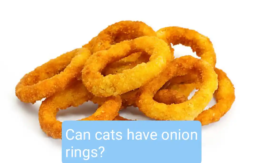 Can cats have onion rings?