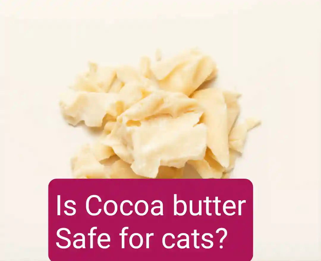 Is Cocoa Butter Safe For Cats?