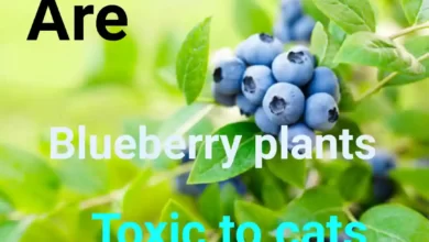 Are Blueberry Plants Toxic To Cats?