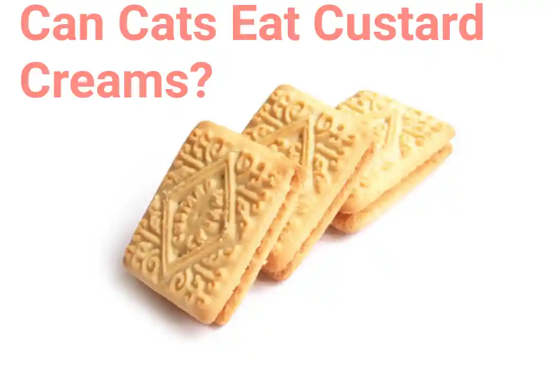 Can Cats Eat Custard Creams?