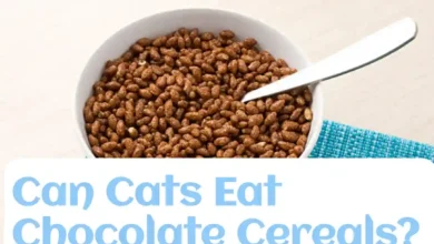 Can Cats Eat Chocolate Cereals?