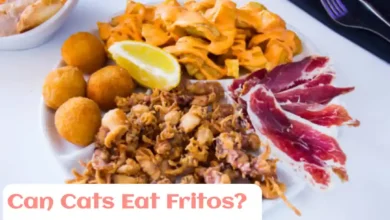 Can cats eat Fritos?