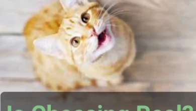 Is cheesing real? Can You Get High Form Cat Pee?